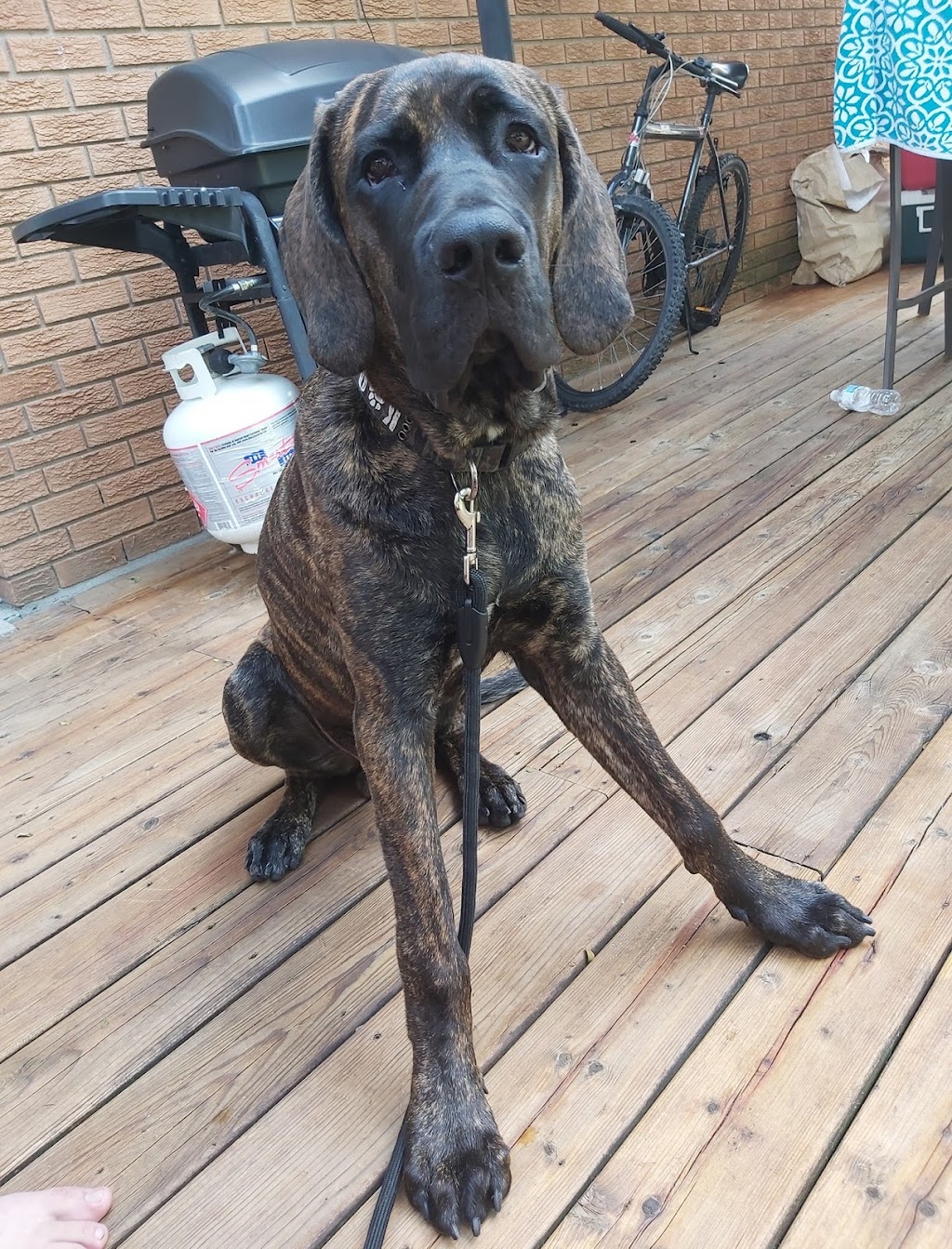 Dos 4 Doggies | 43 Elginfield Dr, Guelph, ON N1E 4E5, Canada | Phone: (519) 820-3164