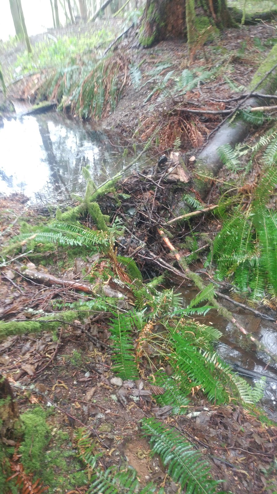 RestQ Animal Sanctuary | 1820 Ellis Rd, Galiano Island, BC V0N 1P0, Canada | Phone: (250) 539-3105