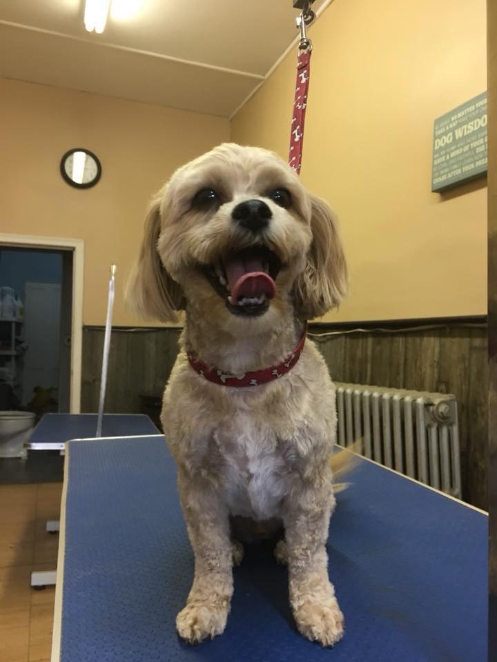 Bath & Biscuit Dog Grooming and Pet Supplies | 161 Garafraxa St S, Durham, ON N0G 1R0, Canada | Phone: (519) 387-7762