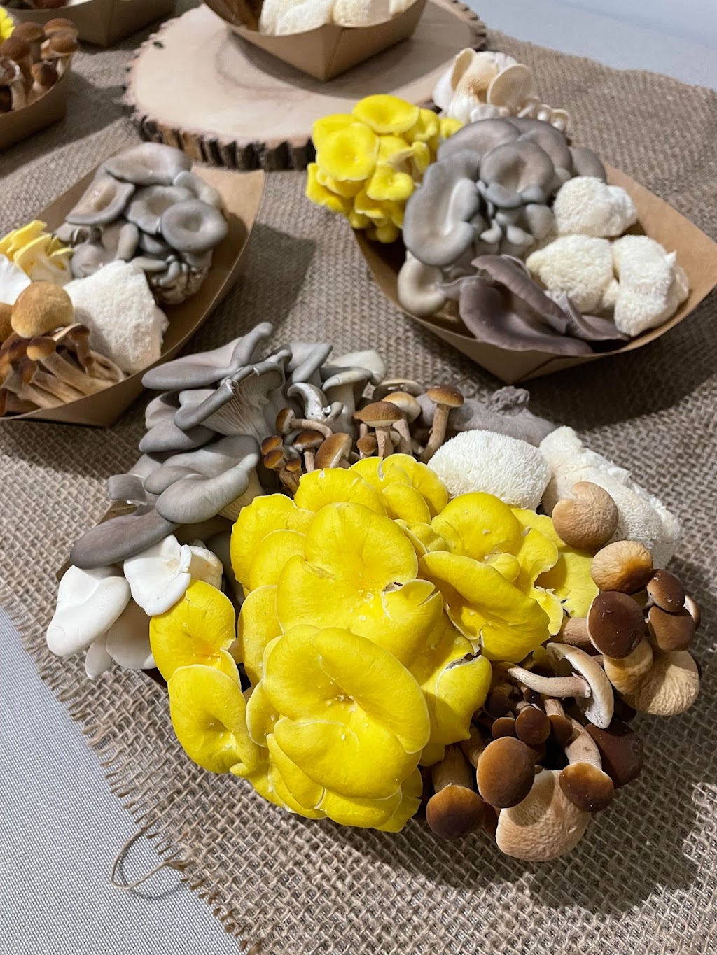 Mycep ferme de champignons | 250 Rue Saint-Urbain suite 101, Granby, QC J2G 8M8, Canada | Phone: (450) 830-2732