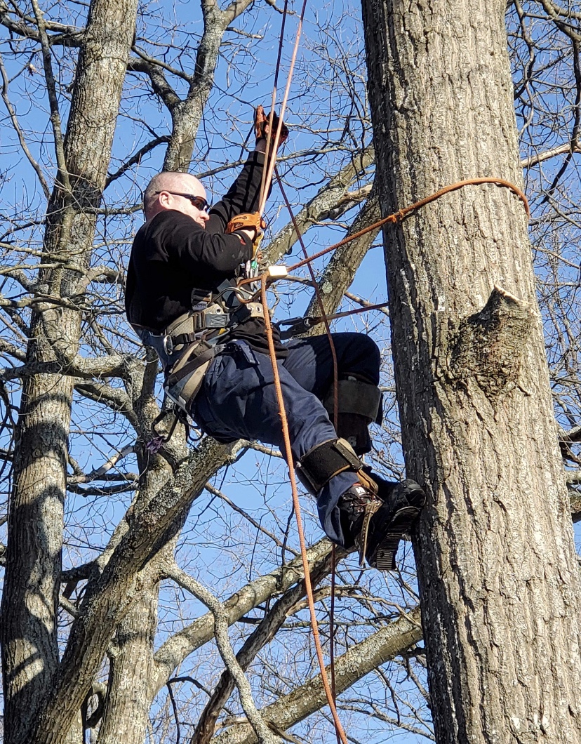 Tobys Tree Service | 81 McVeigh Dr, Barrie, ON L4N 7E4, Canada | Phone: (705) 791-6052