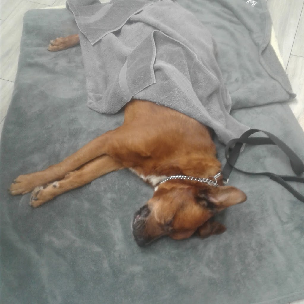 VCA Canada Pretoria Animal Hospital | 16 Pretoria Ave, Ottawa, ON K1S 1W7, Canada | Phone: (613) 565-0588