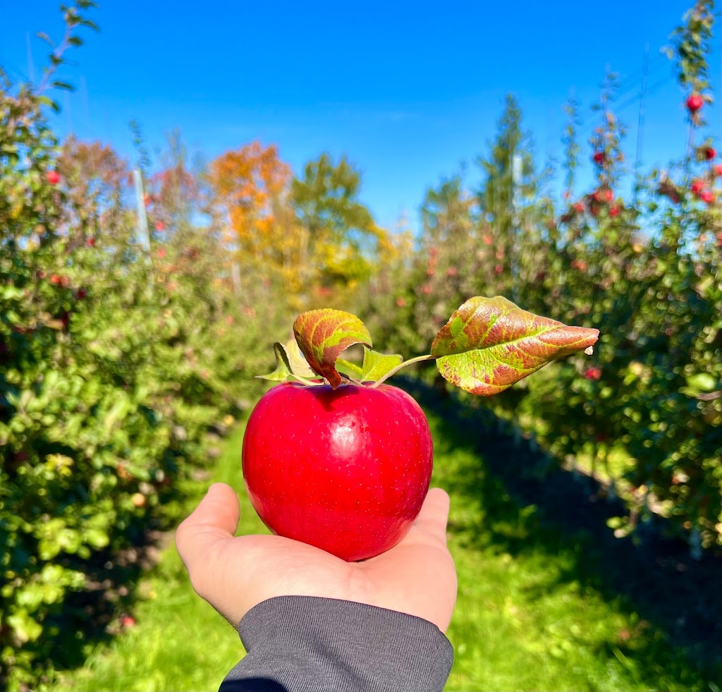 Irishview Estates Apple Orchard | 2480 NB-115, Irishtown, NB E1H 2M1, Canada | Phone: (506) 384-0294