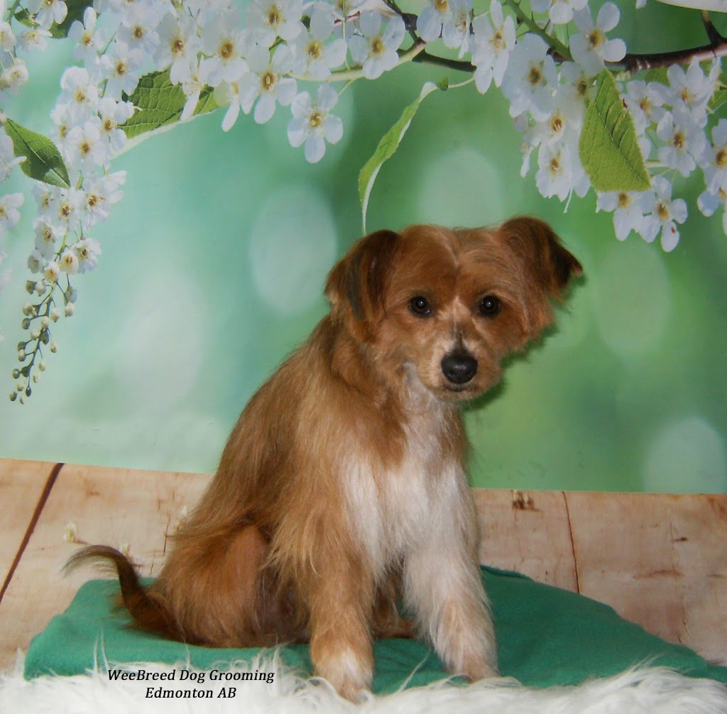WeeBreed Dog Grooming | 9 McLeod Road Northwest As 9 McLeod Place Grey Townhouses McLeod Place, 53 St NW, Edmonton, AB T5A 3A8, Canada | Phone: (780) 473-6591
