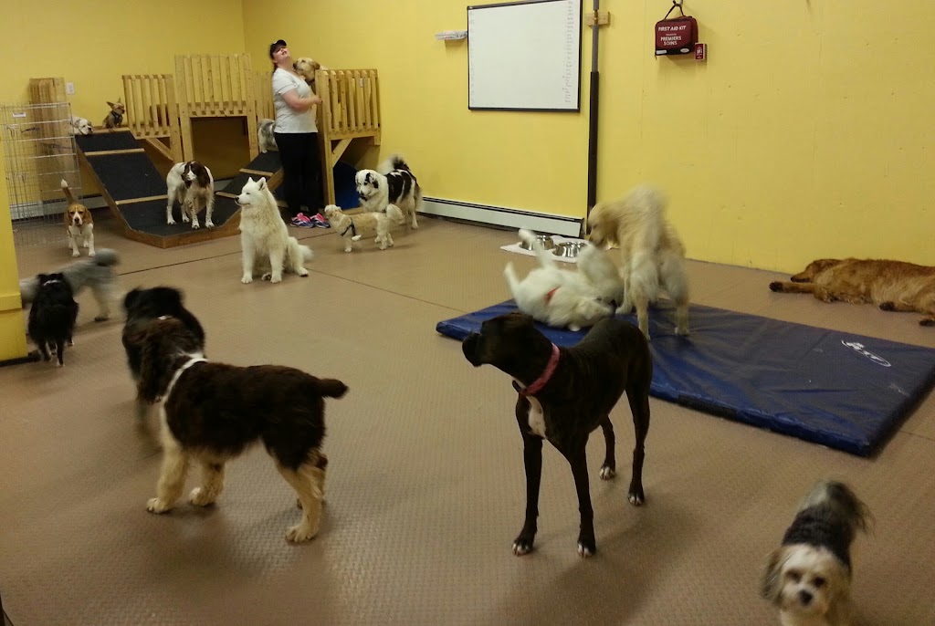 Wag Canine Recreation Centre | 10 Lawrence St, Amherst, NS B4H 3G5, Canada | Phone: (902) 660-9244
