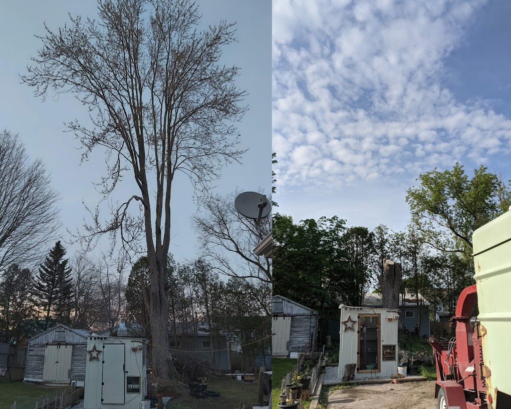 Eager Beaver Stump Removal | 11145 Ridge Line, Blenheim, ON N0P 1A0, Canada | Phone: (226) 626-4991
