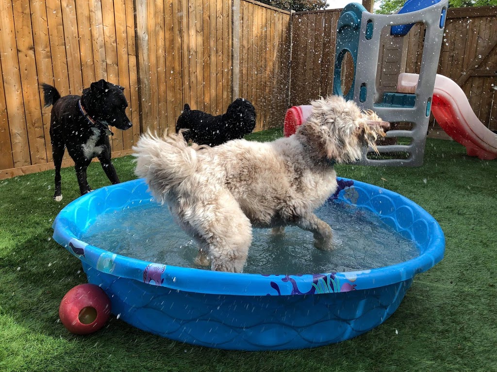 Pooch Haven Grooming & Doggie Daycare | 4297 Golf Club Rd, Hannon, ON L0R 1P0, Canada | Phone: (905) 388-0132