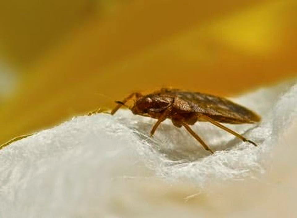 Leos Pest Control | 892 Minor Rd, Riley, MI 48041, USA | Phone: (810) 523-9295