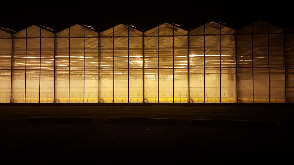 Ontario Plants Propagation | 38024 John Wise Line, St Thomas, ON N5P 3T2, Canada | Phone: (866) 637-2119