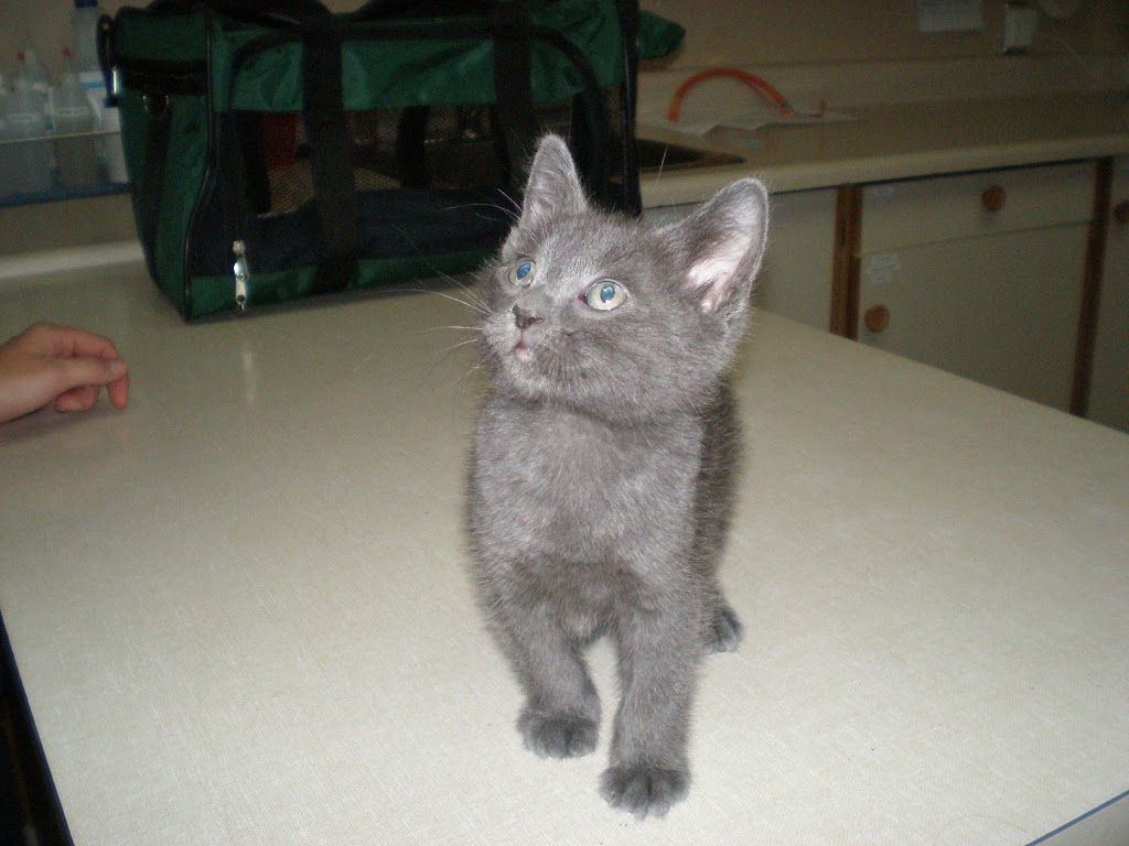 Calgary West Animal Hospital | 921 37 St SW, Calgary, AB T3C 1S4, Canada | Phone: (403) 246-8386
