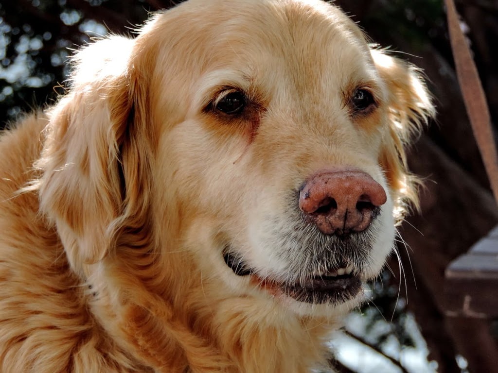 Clearbrook Animal Hospital | 32122 S Fraser Way, Abbotsford, BC V2T 1W4, Canada | Phone: (604) 859-6331