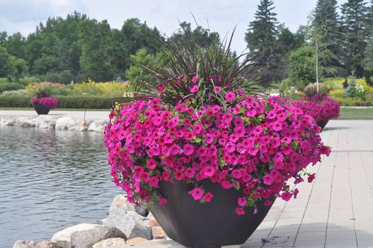 Desert Planters by Equinox Industries | 401 Chrislind St, Winnipeg, MB R2C 5G4, Canada | Phone: (204) 633-7564