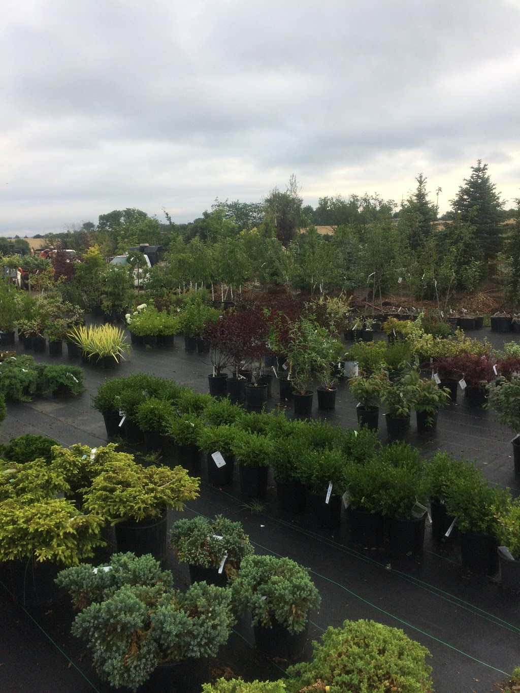 Maple Lane Nurseries & Landscaping | Taunton Rd, Bowmanville, ON L1C 3K2, Canada | Phone: (905) 263-4767