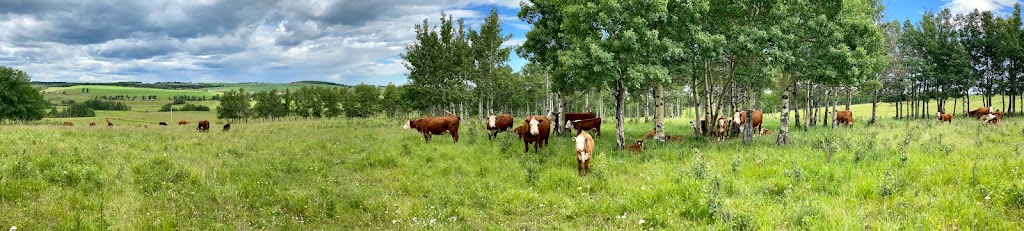 JK Fraser Cattle | 274129 Range Road 33, AB T4C 2Y2, Canada | Phone: (403) 932-2406