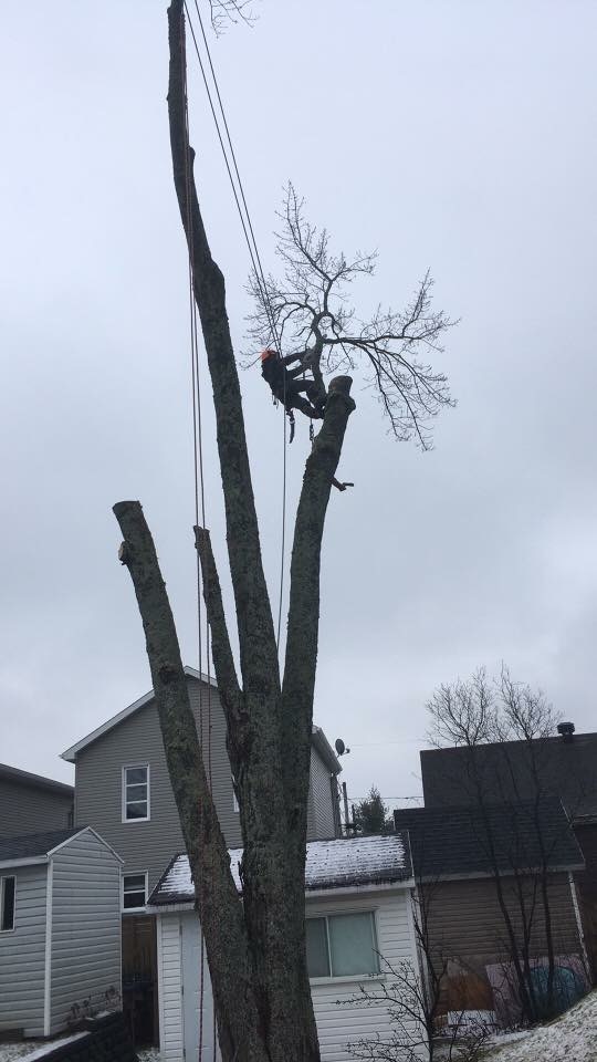 Éco Vert Entretien Paysager Inc | 965 Avenue Ste Brigitte, Sainte-Brigitte-de-Laval, QC G0A 3K0, Canada | Phone: (418) 802-4678