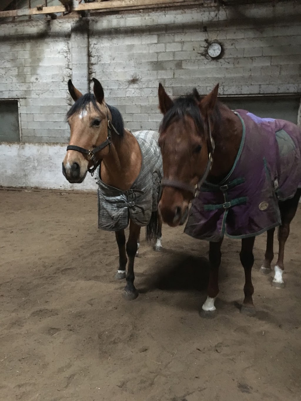 Dukeries Arabian Horse Farm | 3656 London Line, Plympton-Wyoming, ON N0N 1T0, Canada | Phone: (519) 845-3538