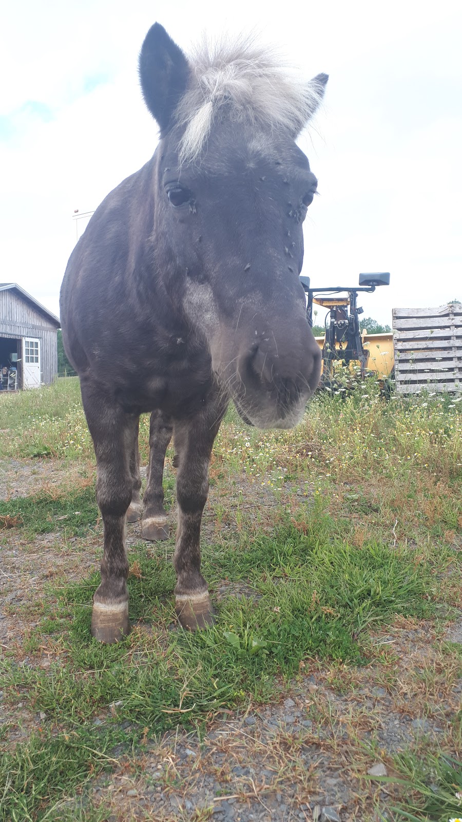 Crosby Stables | 996 Falmouth Back Rd, Falmouth, NS B0P 1L0, Canada | Phone: (902) 790-2458