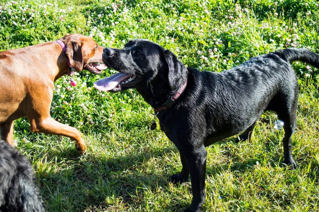 DogLandia Boarding and Training | 49369 AB-21, Leduc County, AB T0B 3M4, Canada | Phone: (780) 914-8840