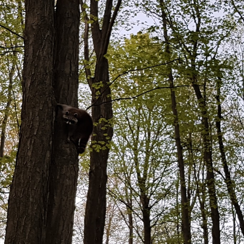 Forest View Park | 323 Hudson Dr, London, ON N5V 1E4, Canada | Phone: (519) 661-2489