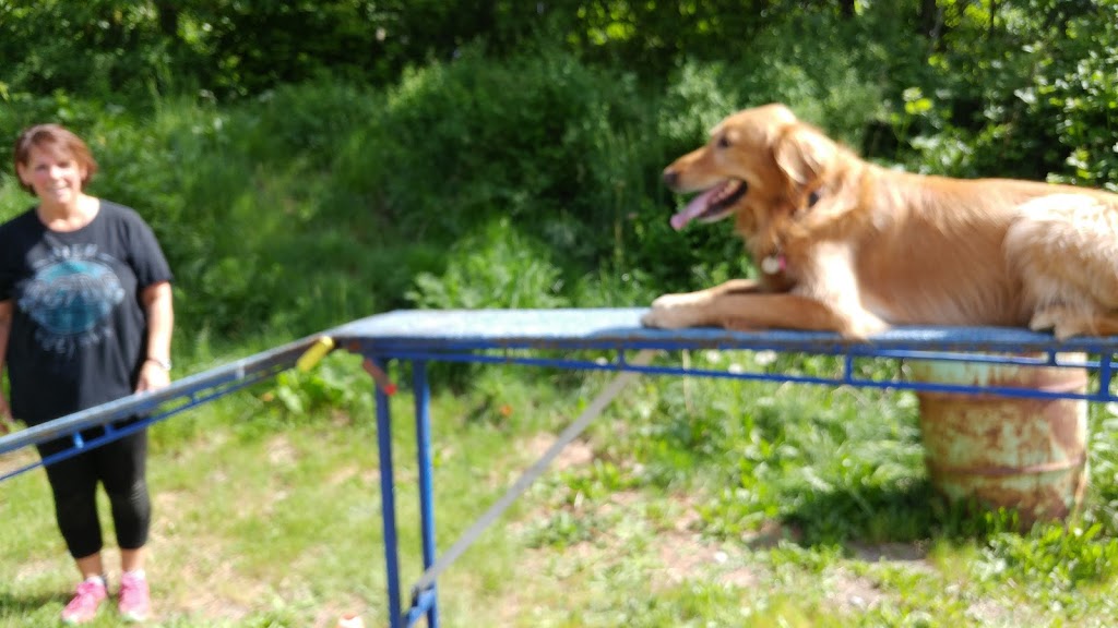 happy heeling dog daycare