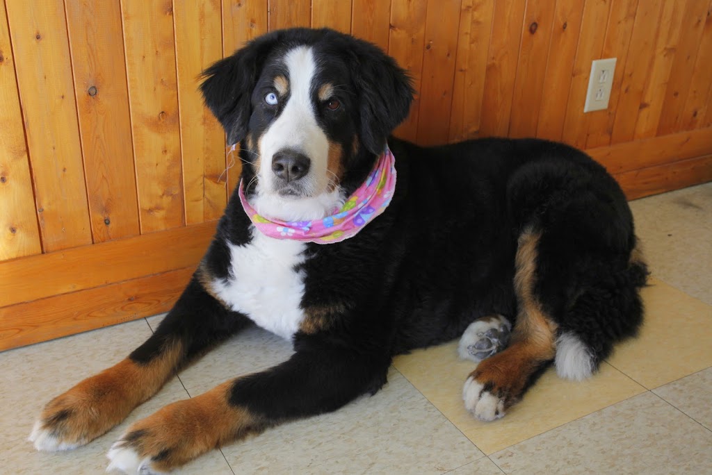 Beaute Canine | 2685 Chemin Ste Marie, Mascouche, QC J7K 1M8, Canada | Phone: (450) 474-4434