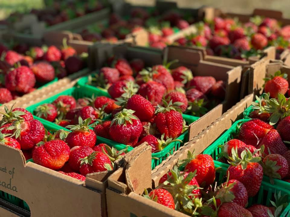 Berrys 4 U | 64383 Dufferin County Rd 3, East Garafraxa, ON L9W 7J5, Canada | Phone: (519) 993-4437
