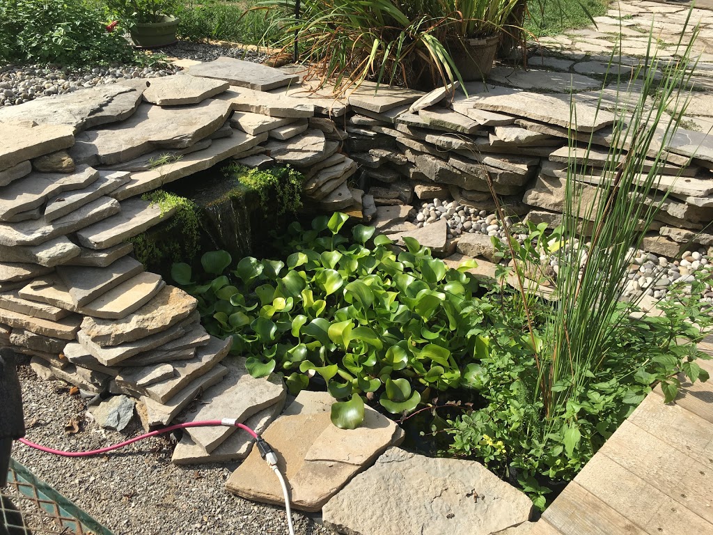 My Koi Water Gardens | 369 Paris Rd, Brantford, ON N3T 5L8, Canada | Phone: (519) 281-6824