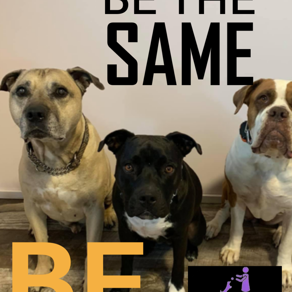 G.C.K9.A. Dojo 4 Dogs | 7 Antwerp St, St. Catharines, ON L2S 1J8, Canada | Phone: (905) 932-0752