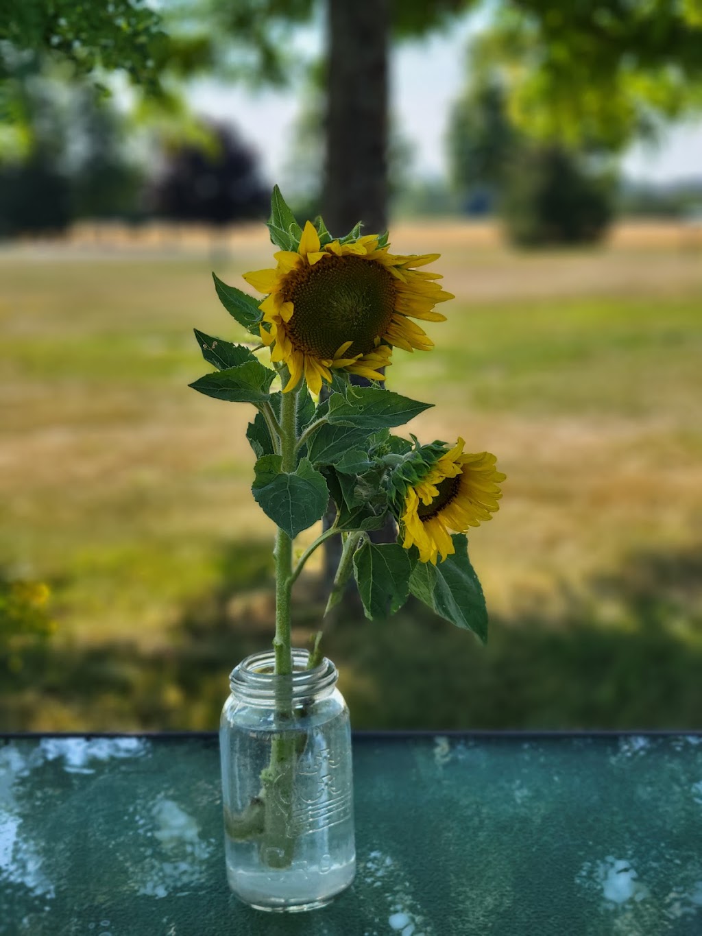 Kaylees Sunflower Patch | 20956 Loyalist Pkwy, Carrying Place, ON K0K 1L0, Canada | Phone: (613) 403-0959