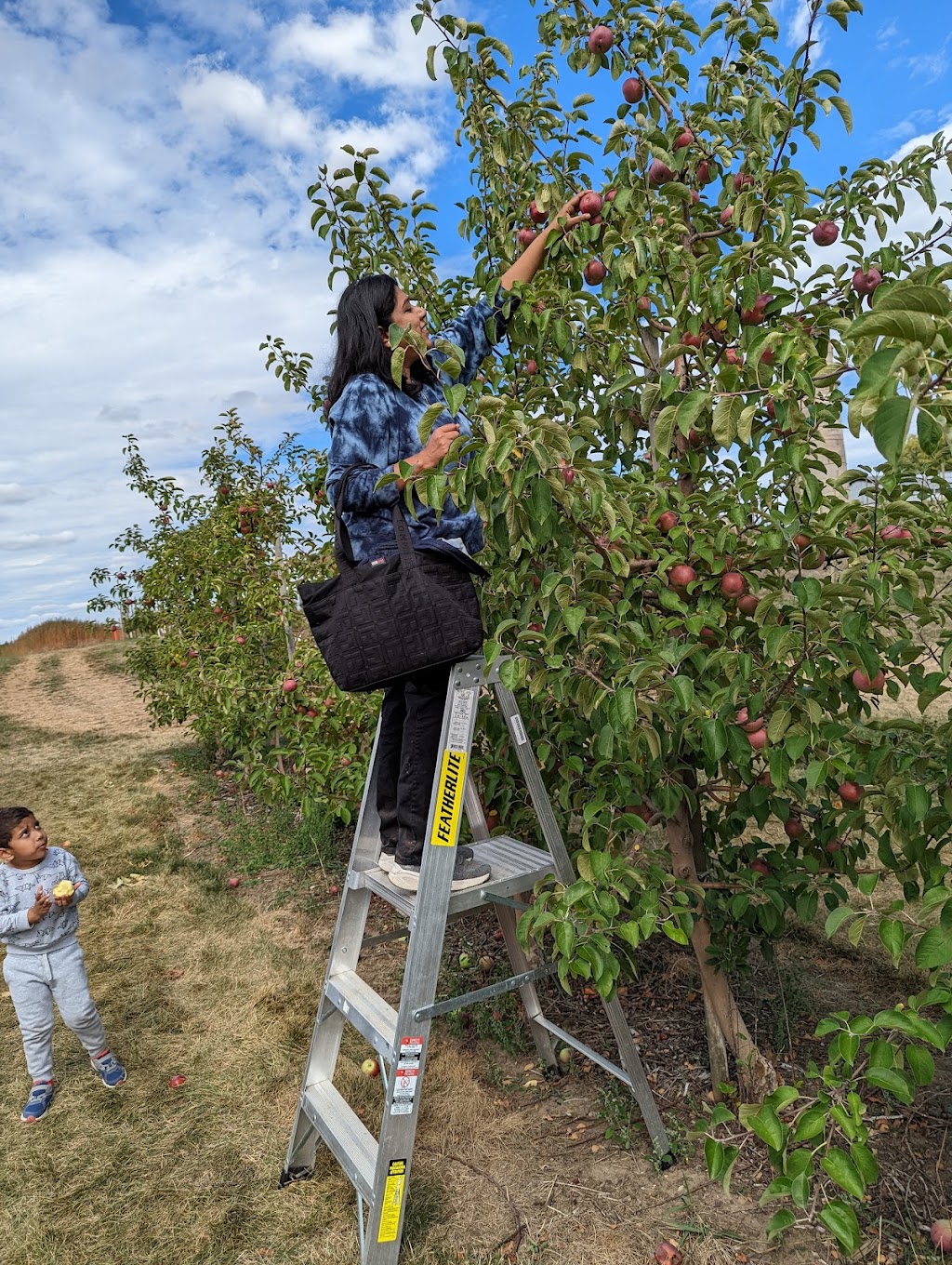 Downeys Apple Farm | 1355 Hopewell Creek Rd, Maryhill, ON N0B 2B0, Canada | Phone: (519) 590-4777