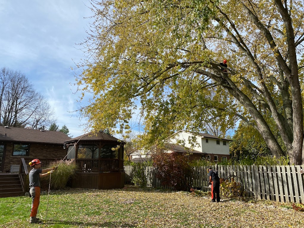 Lidster Tree Service | 26 Blairmont Terrace, St Thomas, ON N5R 5M9, Canada | Phone: (519) 633-8222
