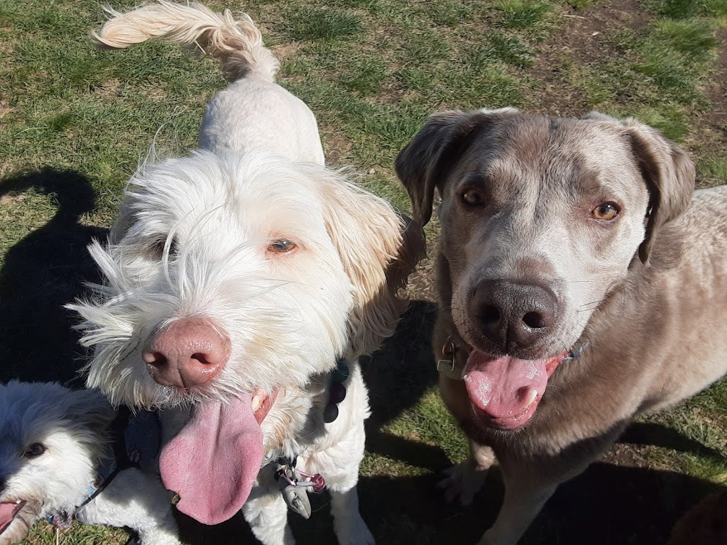 Hayleys Pets Play dog walker | 533 Schubert Pl NW, Calgary, AB T3L 1X3, Canada | Phone: (403) 467-0150