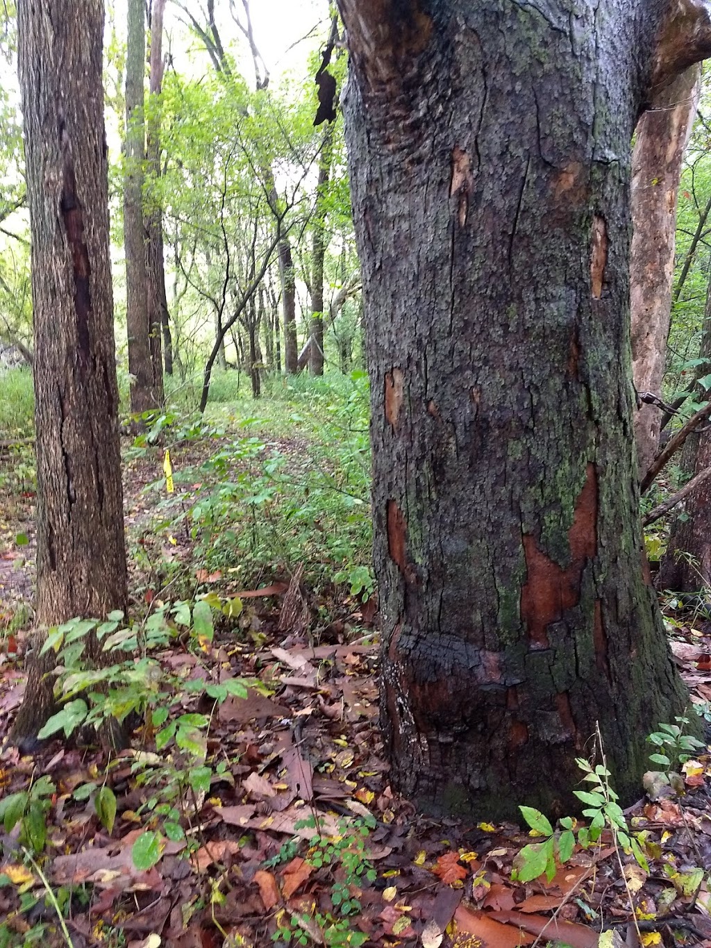 China Township Belle River Access Park | Belle River Rd, China Township, MI 48054, USA