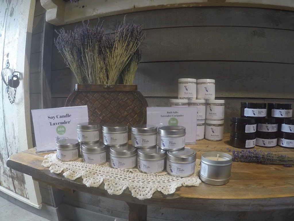 Lavender at Ocean Breeze Farm | 103 Chem. Goguen, Saint-Édouard-de-Kent, NB E4S 4S5, Canada | Phone: (506) 743-2767