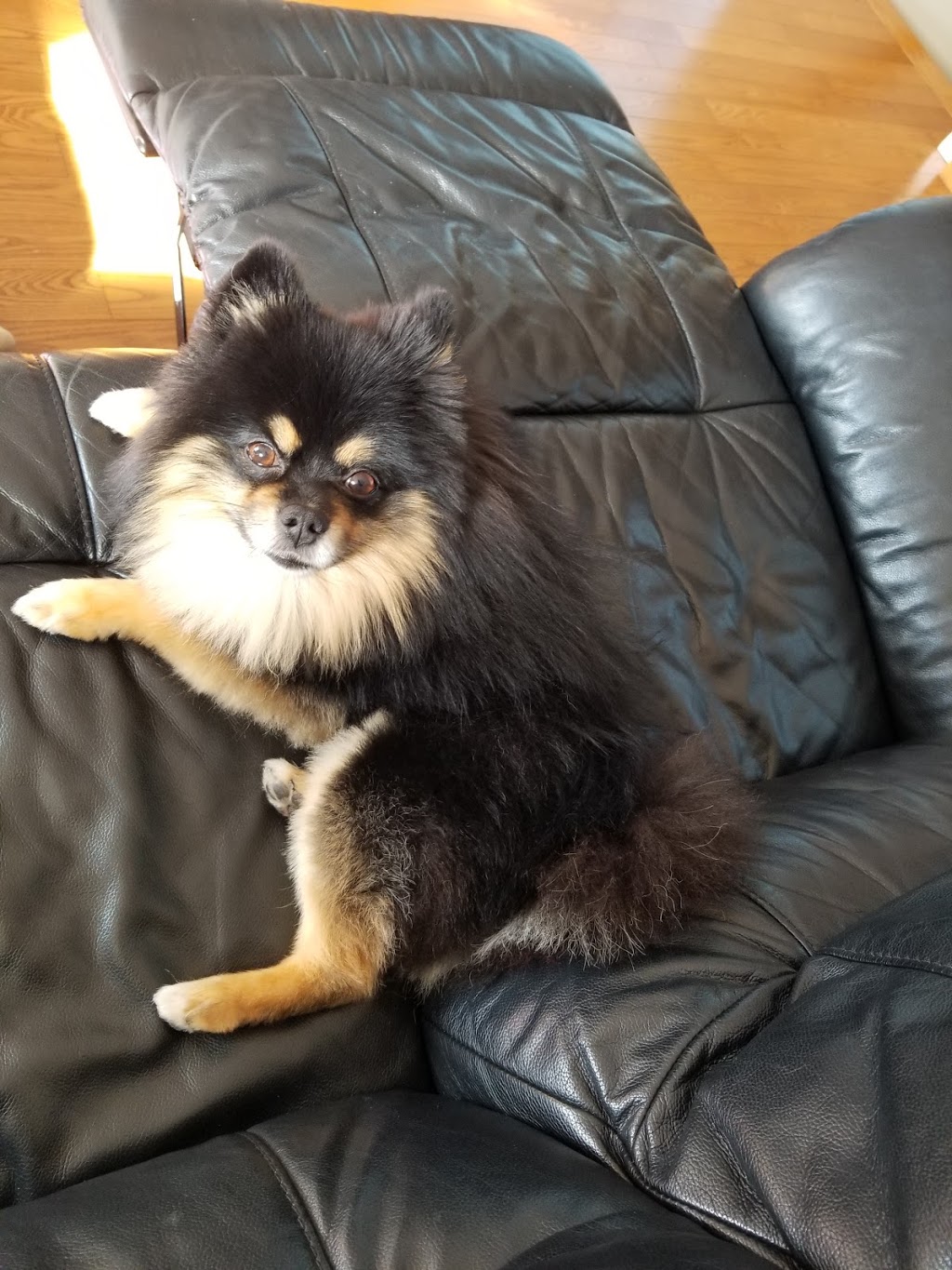 Paris and Company Professional Dog Grooming | 1144 Courtland Ave E, Kitchener, ON N2C 2H5, Canada | Phone: (519) 584-7387