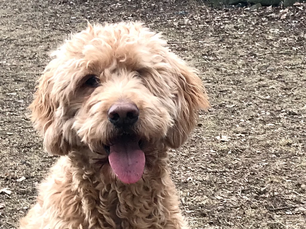 Aces High Dog Services | 162 Berry Rd, Etobicoke, ON M8Y 1W5, Canada | Phone: (416) 702-4106