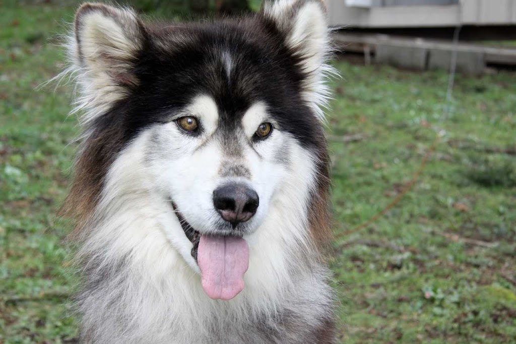 Debbies Dog Spaw | 6394 Bryn Rd, Saanichton, BC V8M 1X6, Canada | Phone: (250) 590-7777