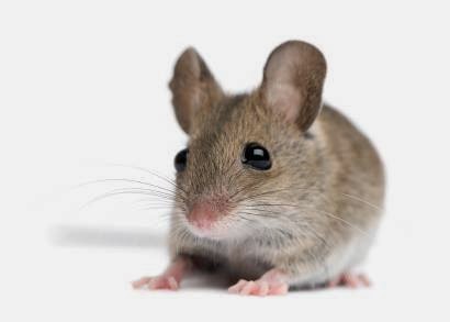 Critter Get Ritter | 37760 2 Ave, Squamish, BC V8B 0K1, Canada | Phone: (778) 508-7785