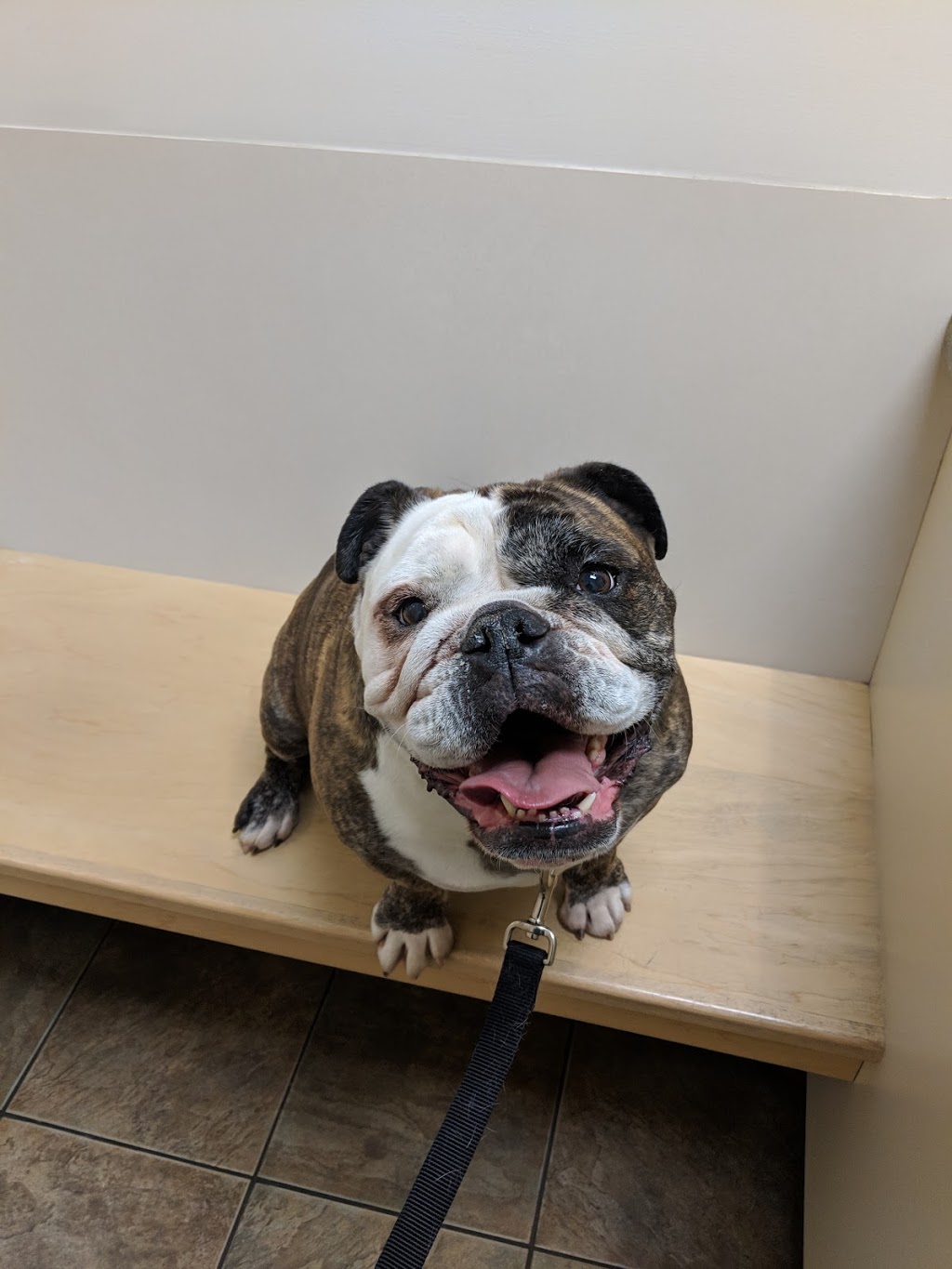 VCA Canada Mayfield Animal Hospital | 16808 106 Ave NW, Edmonton, AB T5P 4Z3, Canada | Phone: (780) 451-3465