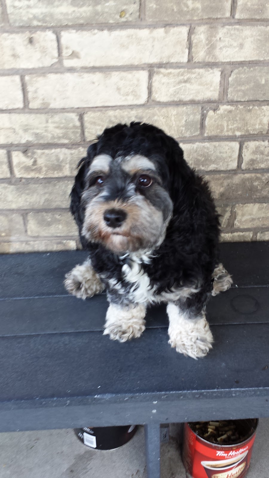 Hagersville Veterinary Svc | 8 Parkview Rd, Hagersville, ON N0A 1H0, Canada | Phone: (905) 768-1611