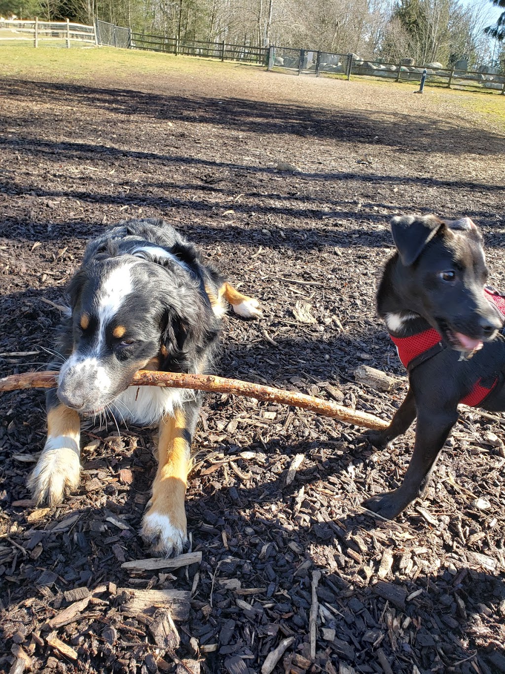 Confederation Park Dog Park | 4598 Penzance Dr, Burnaby, BC V5C, Canada