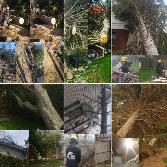 Toronto Tree Guys Inc. | 349 Marland Ave, Oshawa, ON L1J 1X4, Canada | Phone: (647) 390-9223