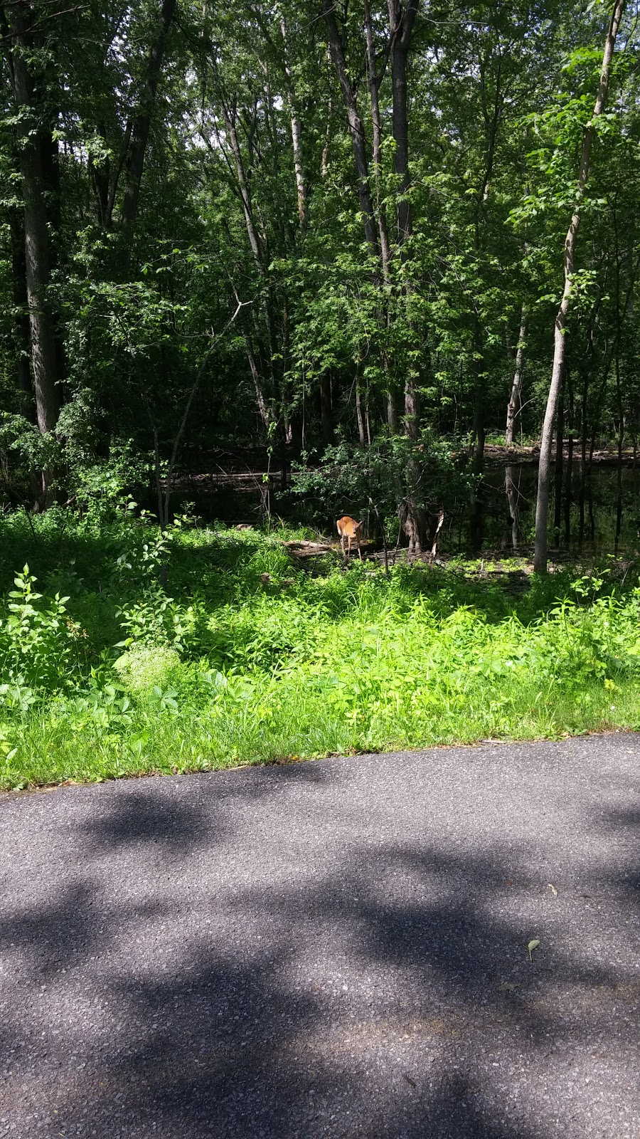 Parc de Lucerne | 57 Rue Carmen, Gatineau, QC J8T 2N7, Canada