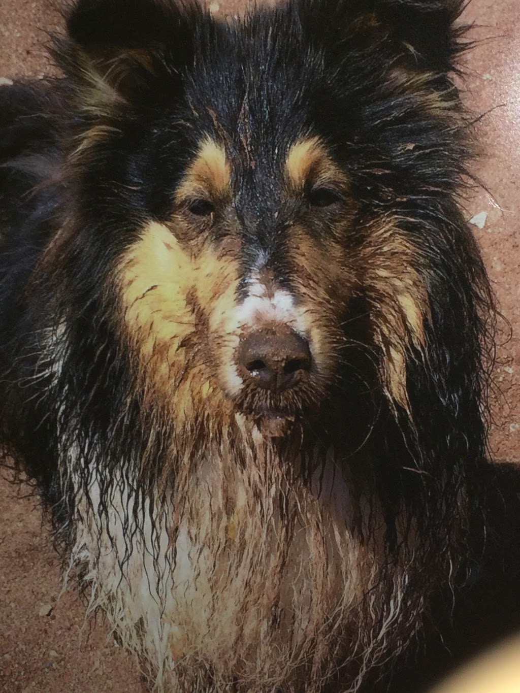 Sunnyseas Shelties | 138 Common St, Liverpool, NS B0T 1K0, Canada | Phone: (902) 354-5911