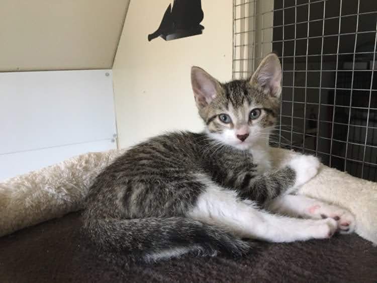 Adoptions Chez Chat-touille | Rue Rudolph, Saint-Colomban, QC J5K 1M8, Canada | Phone: (450) 419-2843