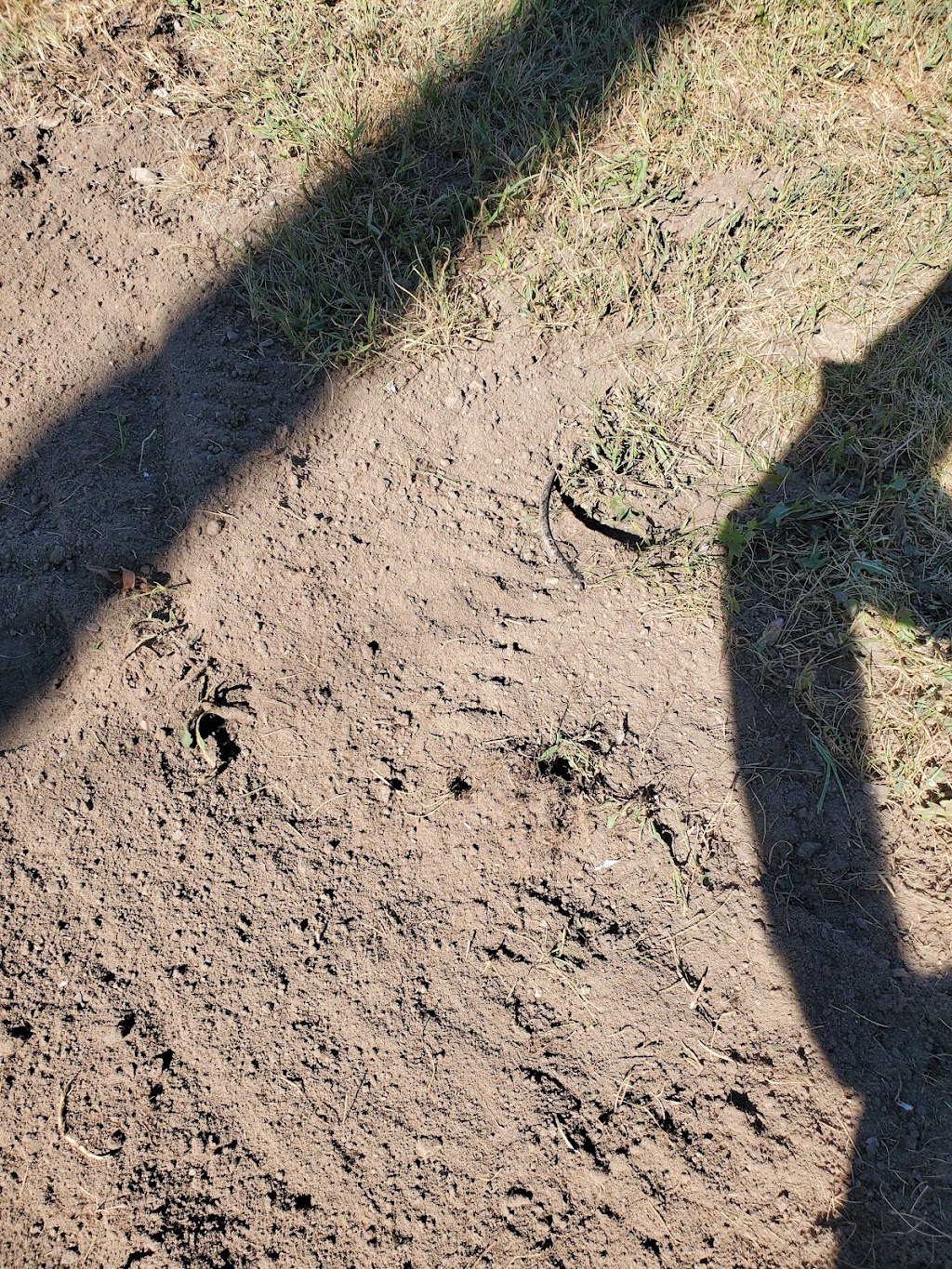 Bolton Sod Co. Ltd. | 9043 County Rd 1 RR1, Palgrave, ON L0N 1P0, Canada | Phone: (905) 729-4035