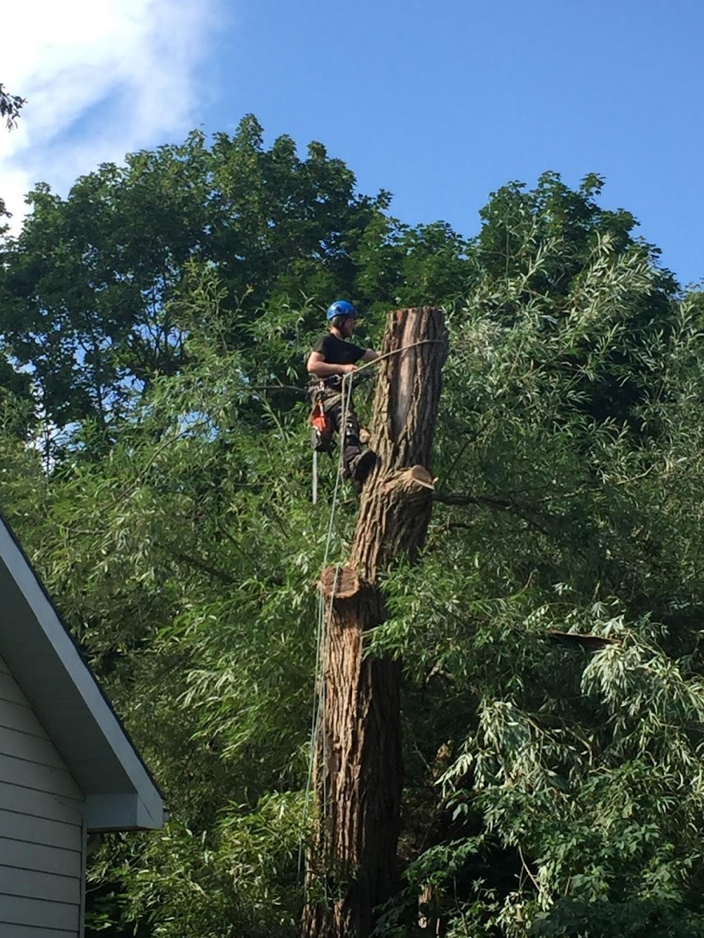 Timberjack Tree Service | Windham Road 12 RR 7 Stn Main, Simcoe, ON N3Y 4K6, Canada | Phone: (519) 428-2040