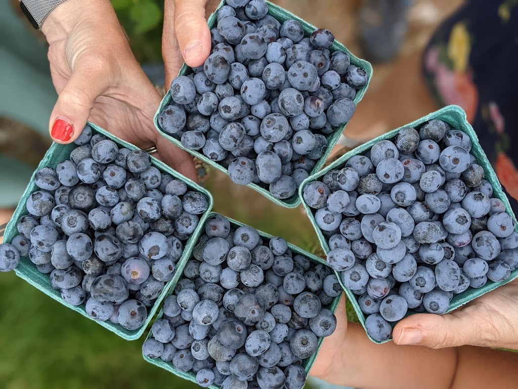The Blueberry Patch - Field #2 | Prince Edward, ON K0K 2T0, Canada | Phone: (613) 476-1309