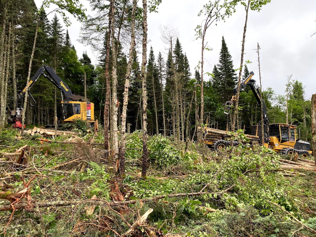 Services Forestier WAS | 112 QC-257, La Patrie, QC J0B 1Y0, Canada | Phone: (819) 888-2790