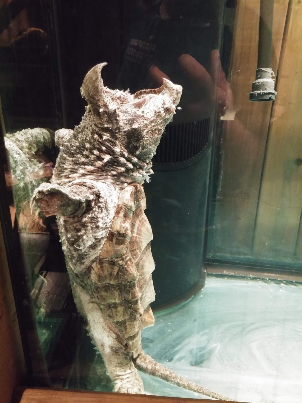 Monsieur Reptile | 165 Boulevard Ste Madeleine suite 6A, Trois-Rivières, QC G8T 3L7, Canada | Phone: (819) 909-6080
